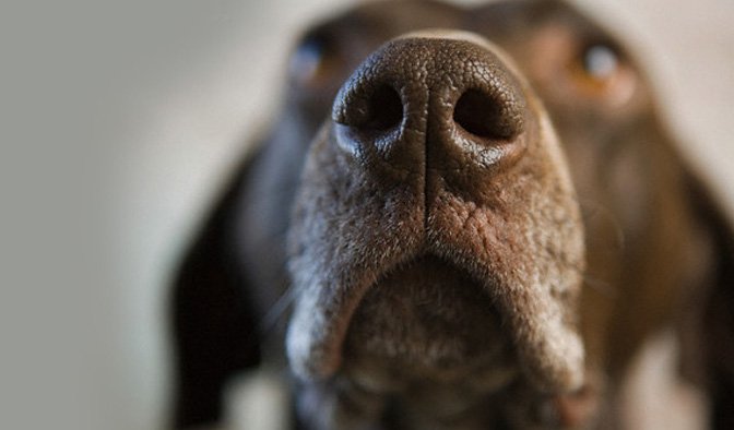 Dogs Helping in COVID Crisis