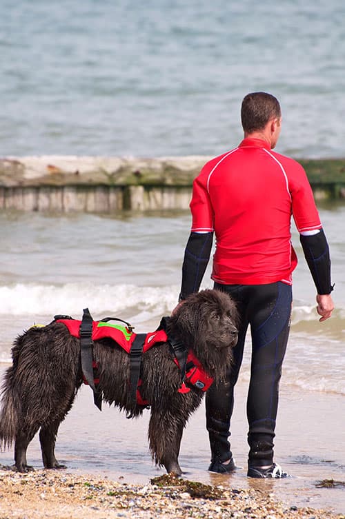 Newfoundland Lifeguard