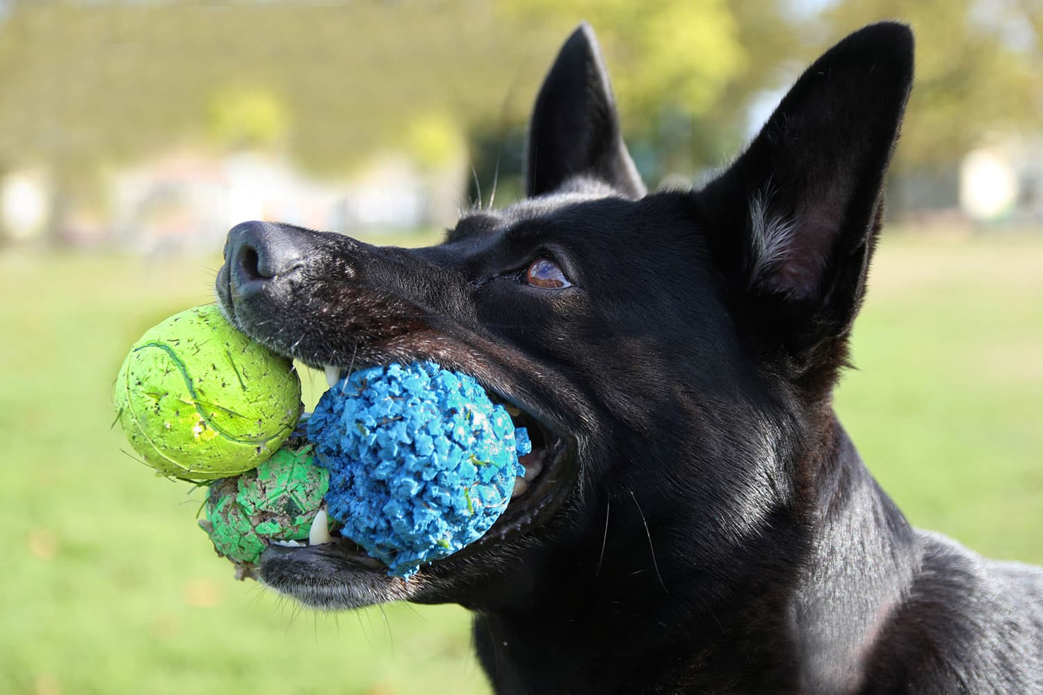 Contests for Dog Lovers