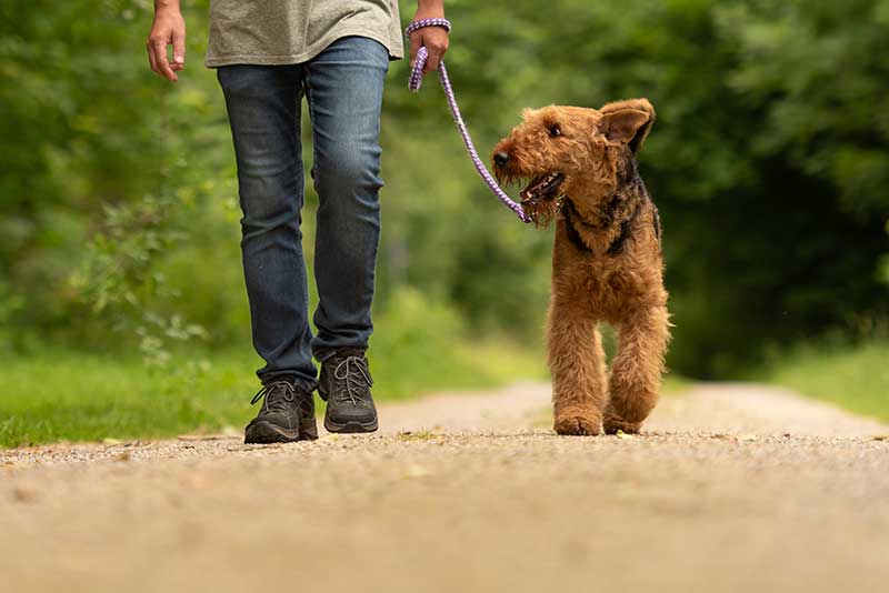 Socializing your dog outside