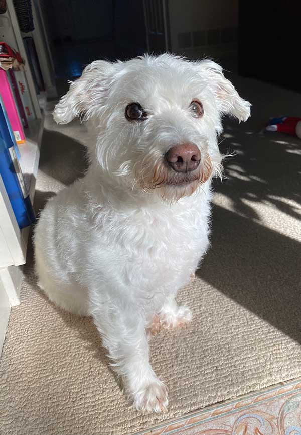 Frankie