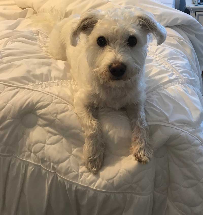 Frankie