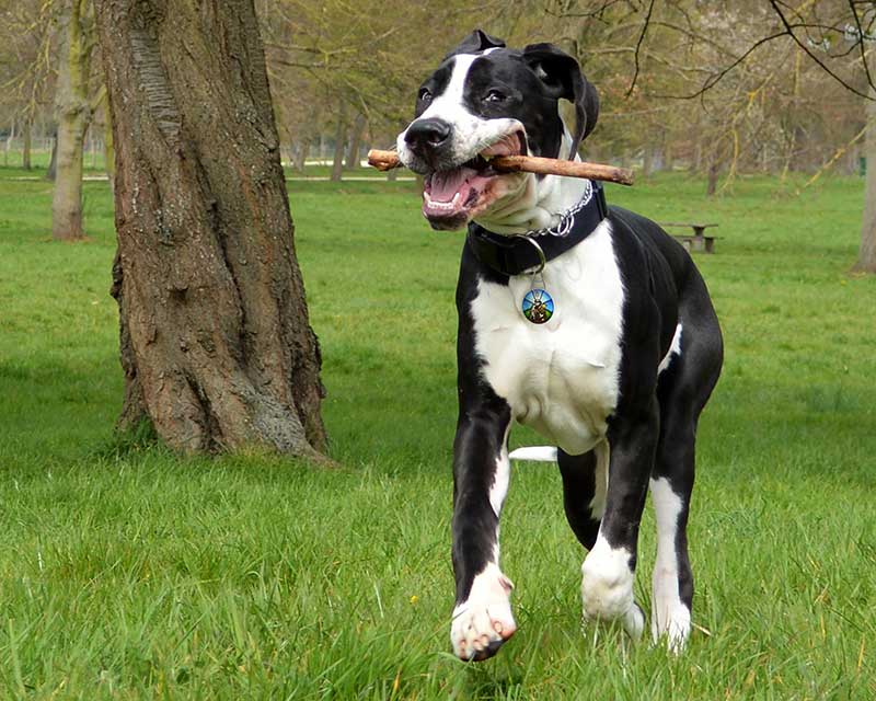 Dog with a stick
