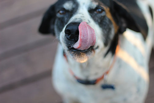 Mixed Breed Dogs