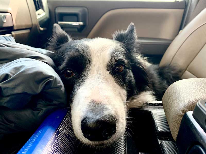 Dog sitting in an RV
