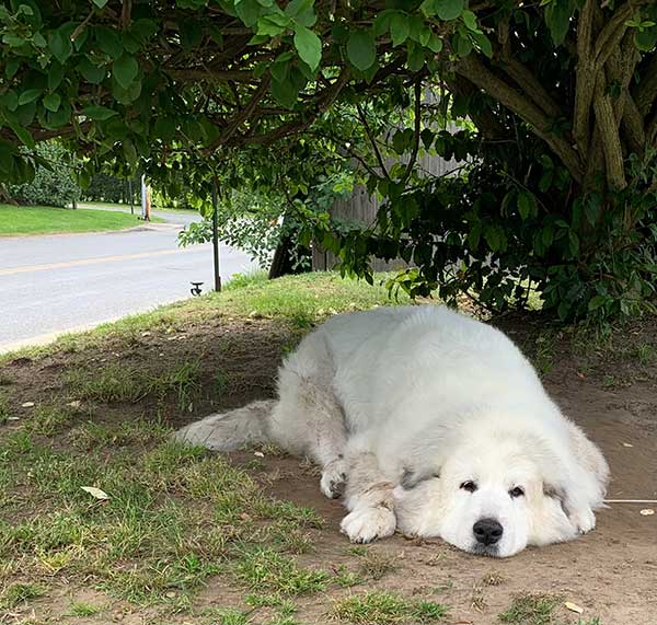 Juliette finding shade under a tree