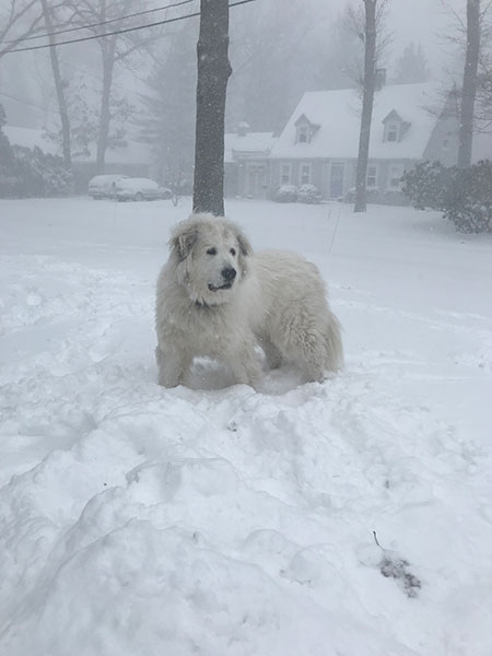 Juliette the dog enjoying the snow