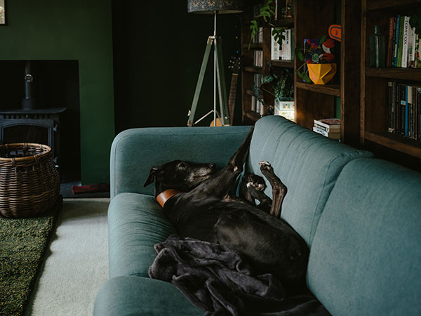 Dog on couch