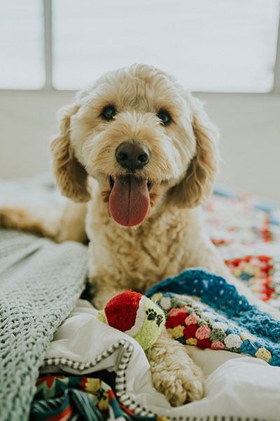 Dog with soft toys