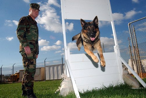 Military Working Dogs