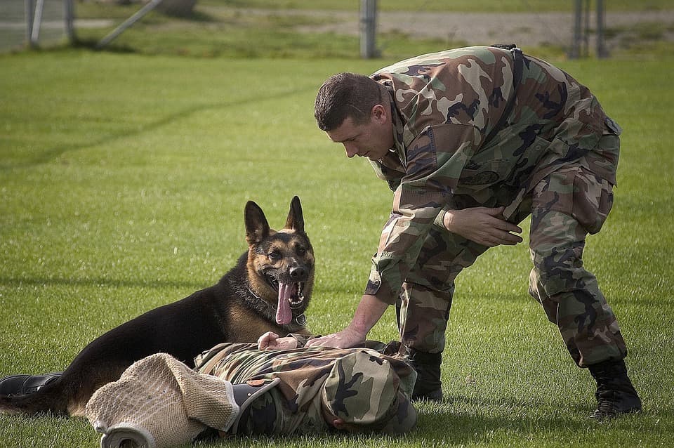 Military Working Dogs