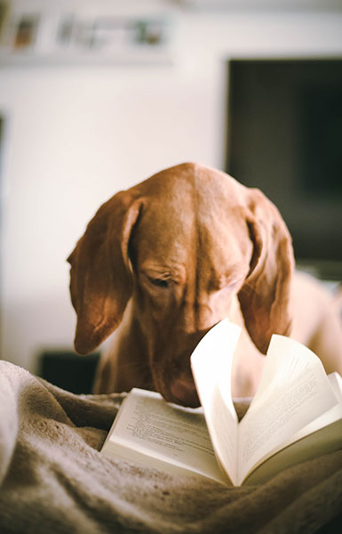 Dog reading a book