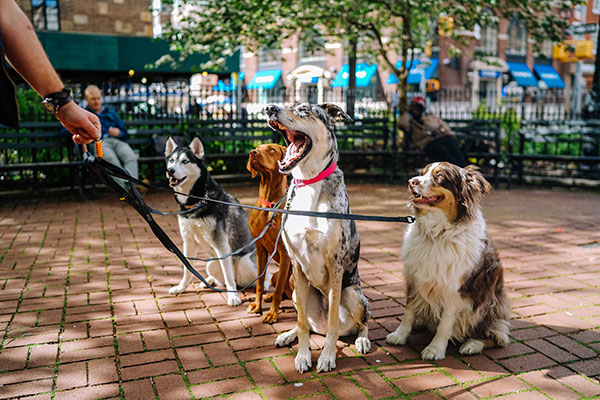 4 dogs out for walk in city park