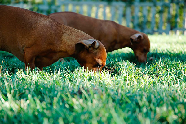 Daschunds
