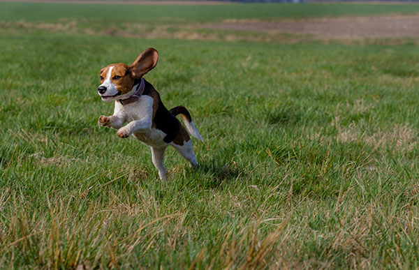 Dog running