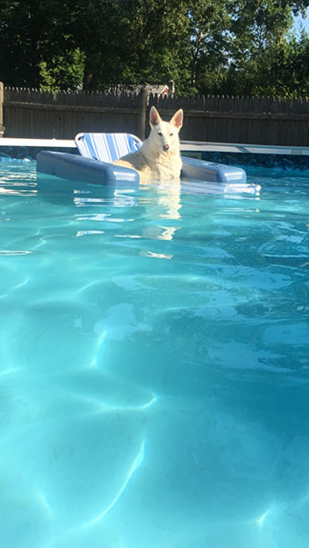 Dog in pool