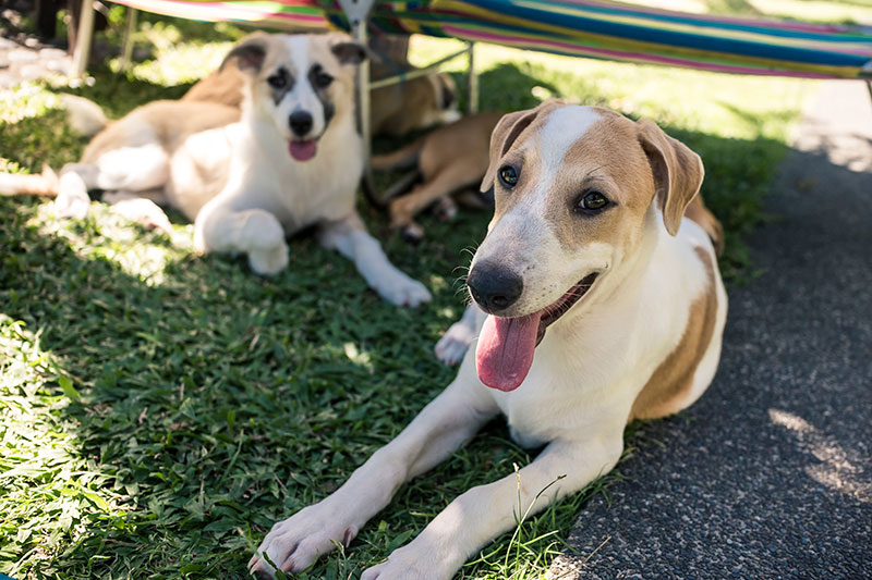 Dogs in the shade