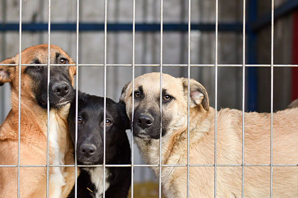 Shelter dogs need adoption