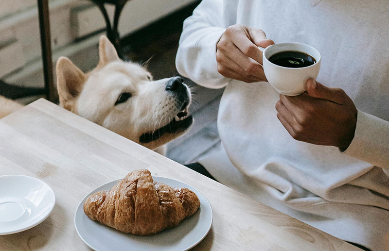 Happy White Akita Inu Dog pokes her face expectantly between the breakfast table and her owner. He’s holding a cup of black coffee while a croissant sits invitingly on the table.
