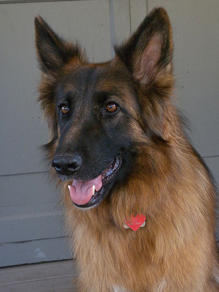 Vela, in all her splendiferousness