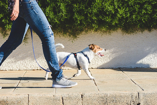 Dog exercising on a walk