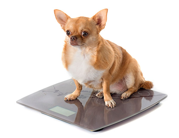 overweight dog